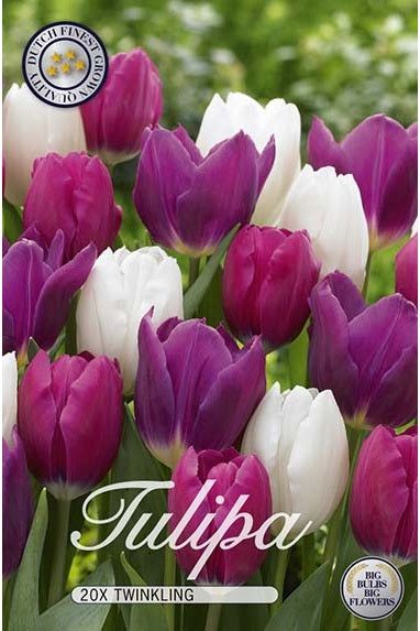 Tulip Twinkling 15-pakning